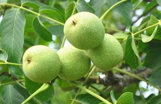 نهال گردو اذرنهال سبز