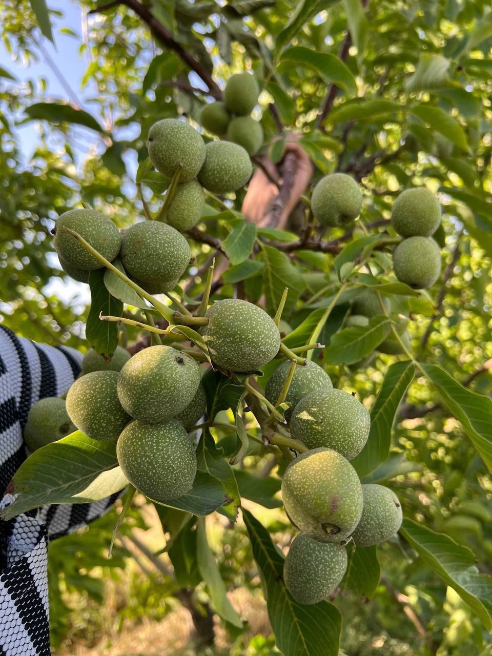 نهال گردو ژنوتیپ اذرنهال سبز