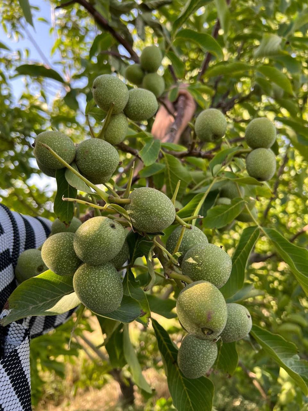 نهال گردو ژنوتیپ کاغذی