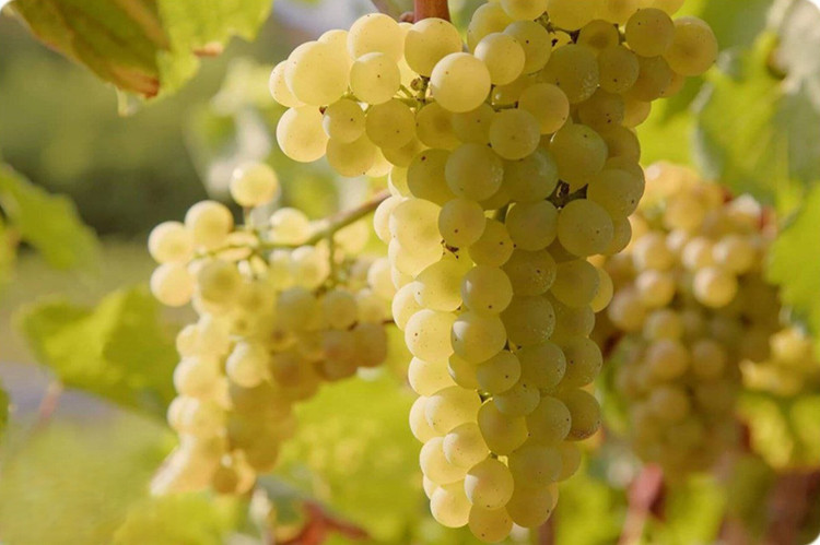 نهال انگور سفید بی دانه