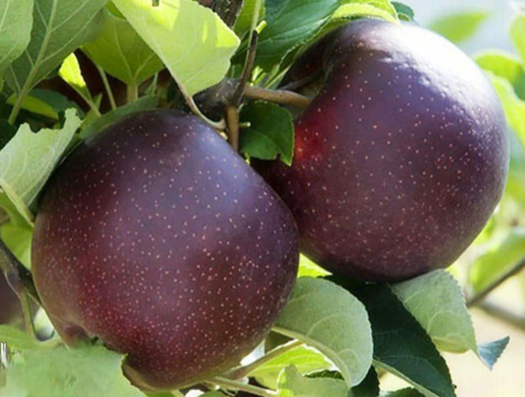 نهال سیب سیاه جرومین زودگل