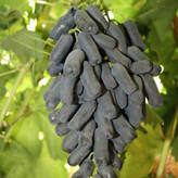 نهال انگور موندراپ خارجی