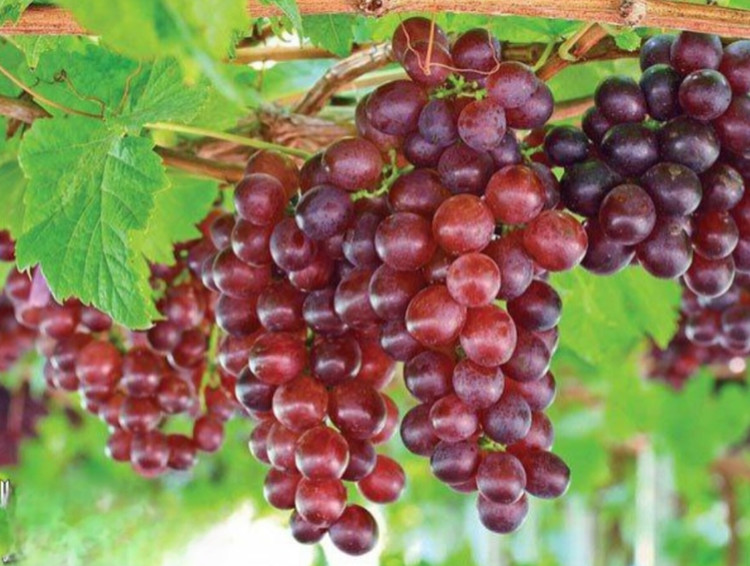 نهال انگور فیلیم سیدلس شیربن