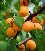 نهال زردالو مقاوم به سرما