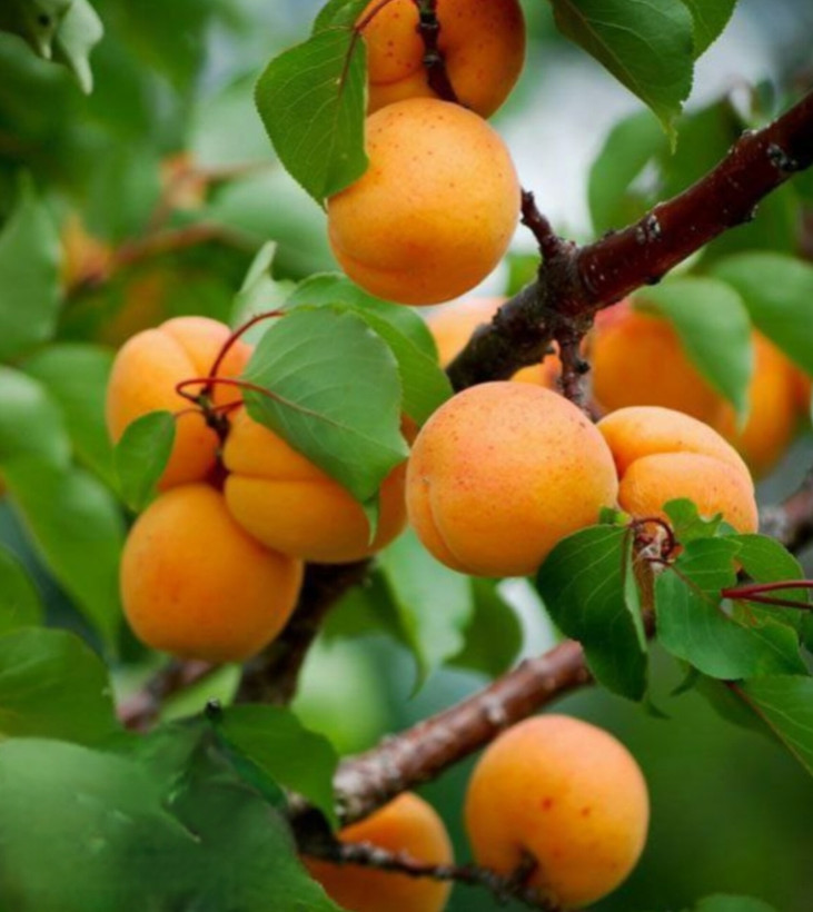 نهال زردالو مقاوم به سرما