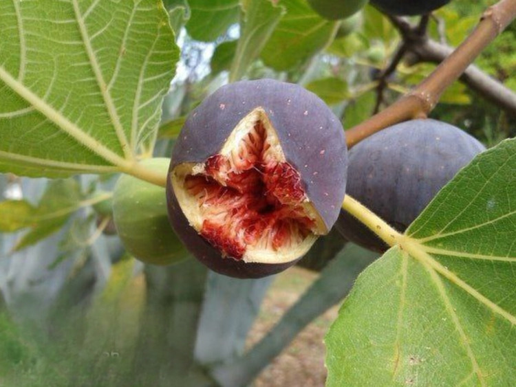 نهال انجیر یزدی