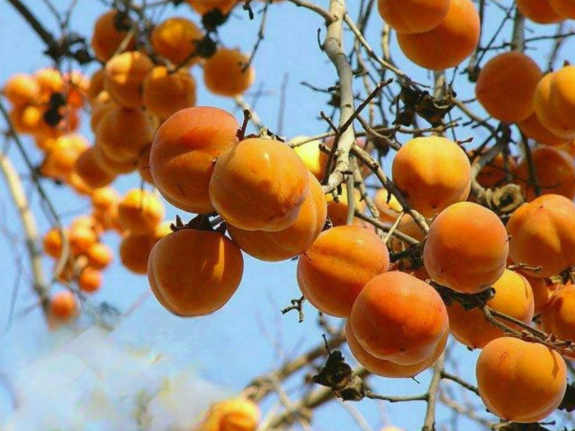 نهال خرمالو سیبی