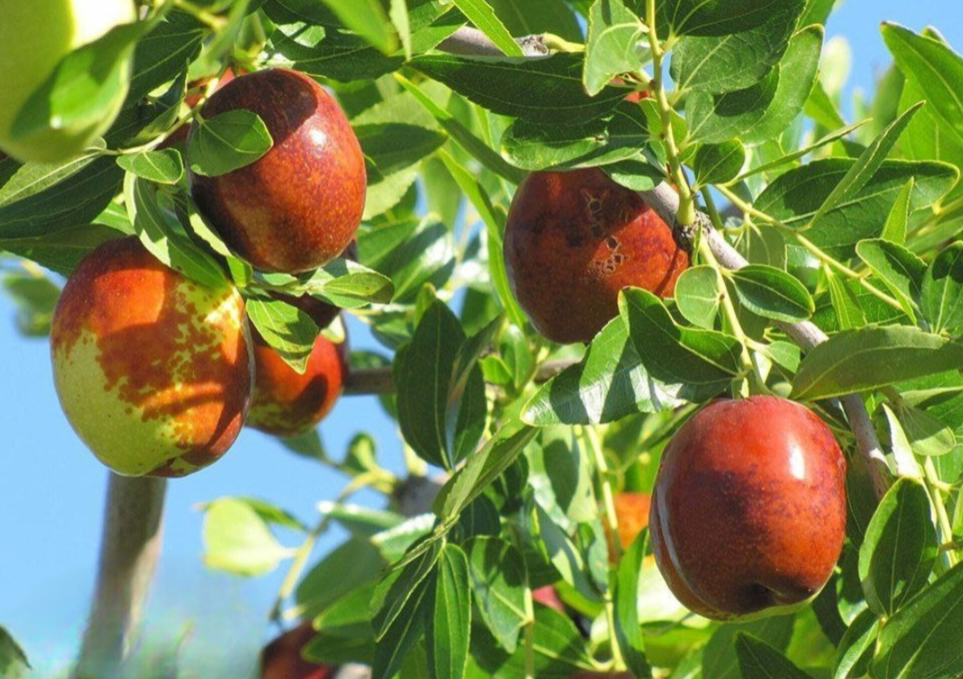 نهال عناب اذرنهال سبز