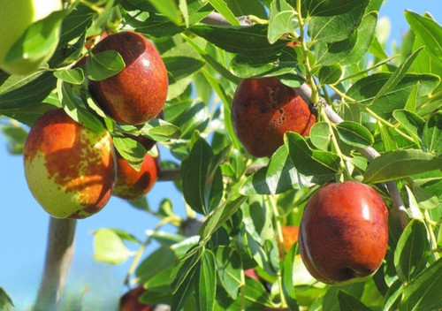 نهال عناب اذرنهال سبز