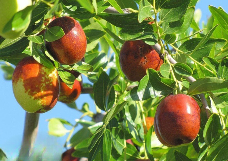 نهال عناب اذرنهال سبز