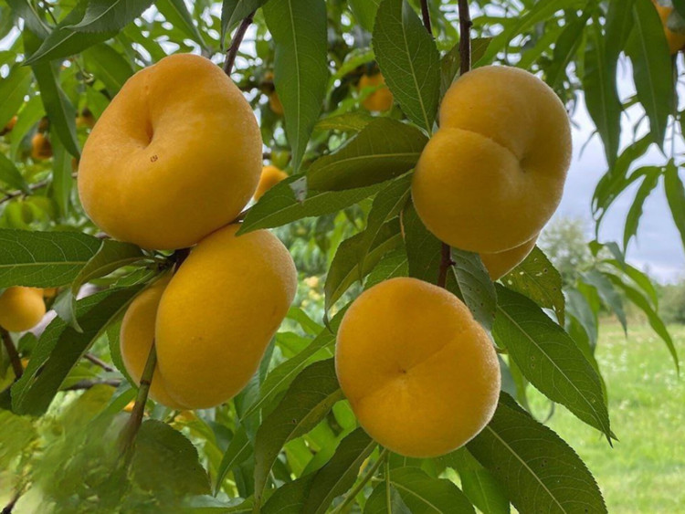 نهال هلو انجیری آناناسی