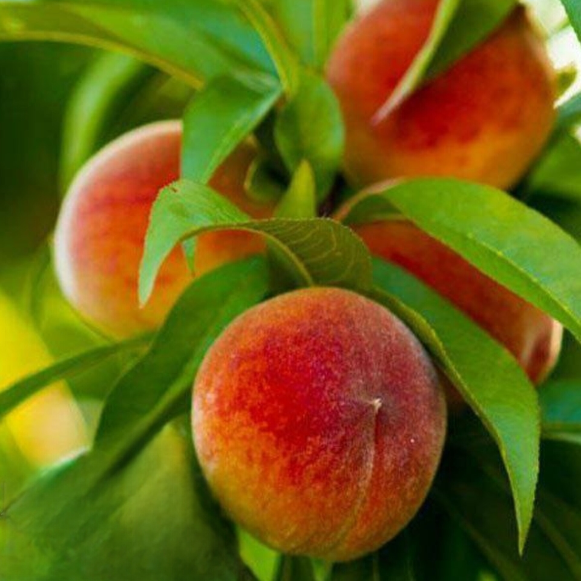 نهال هلو البرتا