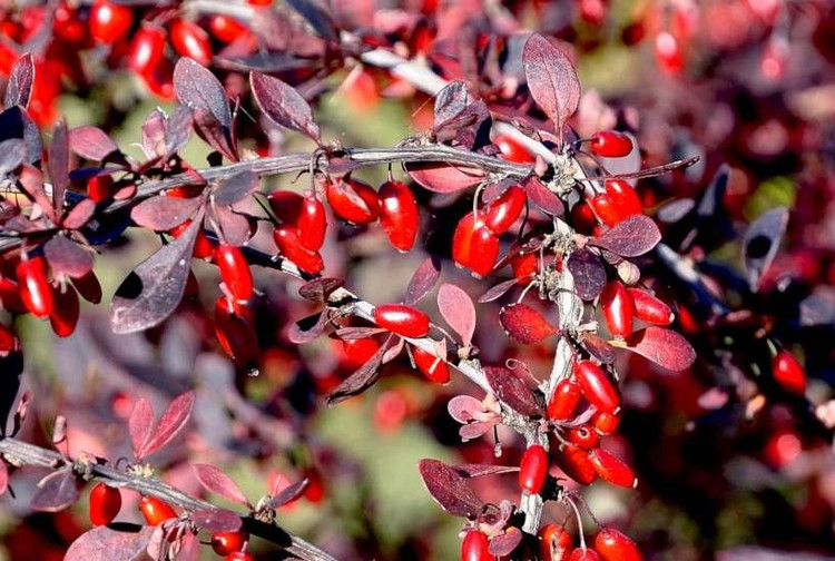 نهال زرشک اذرنهال سبز