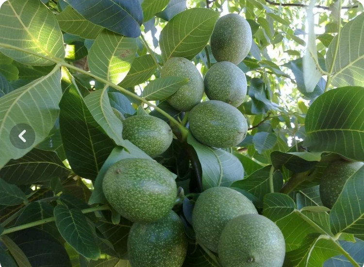 نهال گردو فرنور آذرنهال سبز