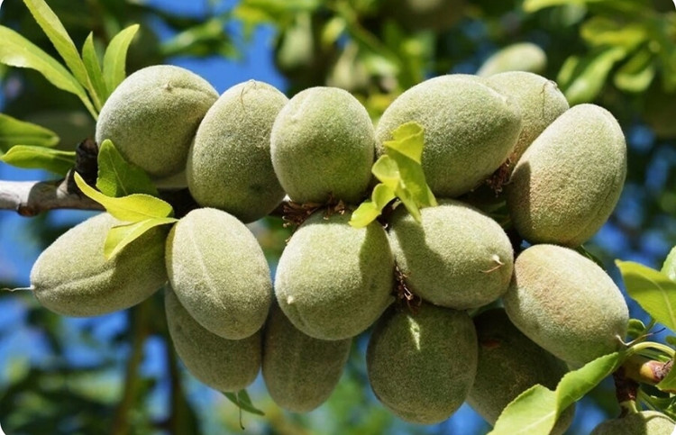 نهال بادام مامایی