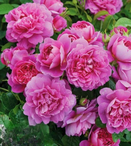 نهال گل محمدی