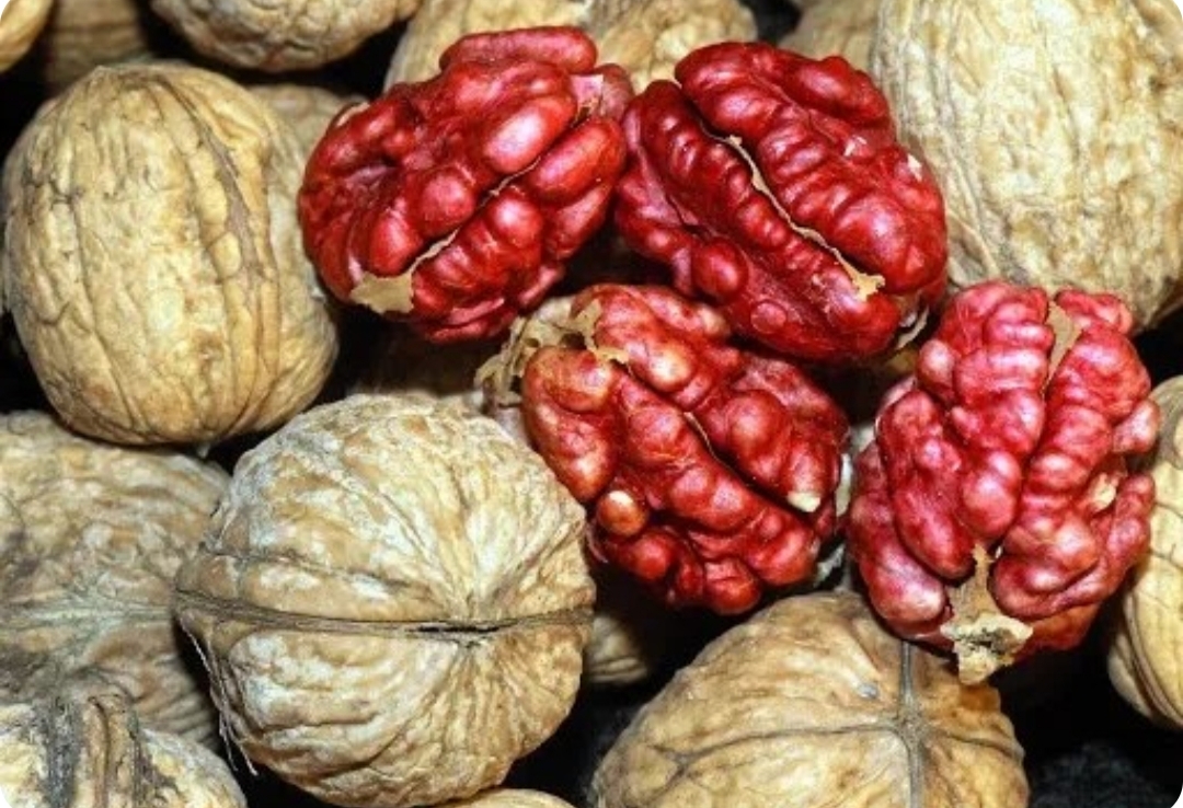 نهال گردو توسرخ