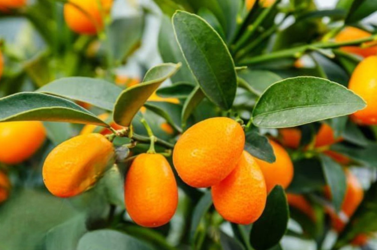 نهال کامکوات پیوندی