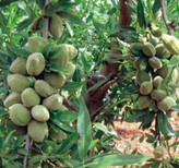 نهال بادام مامایی