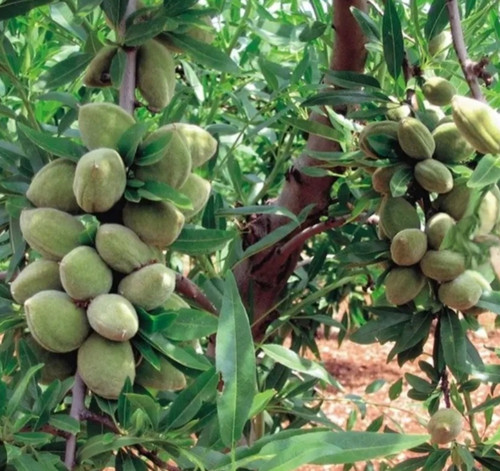 نهال بادام مامایی