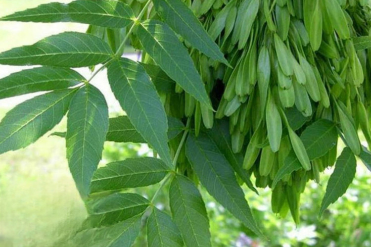 نهال زبان گنجشک