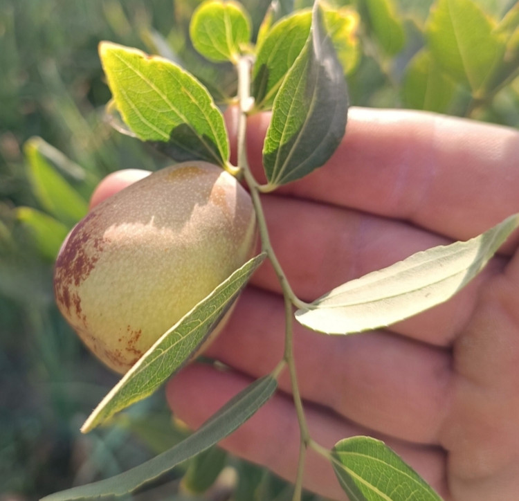 نهال عناب اوکراینی