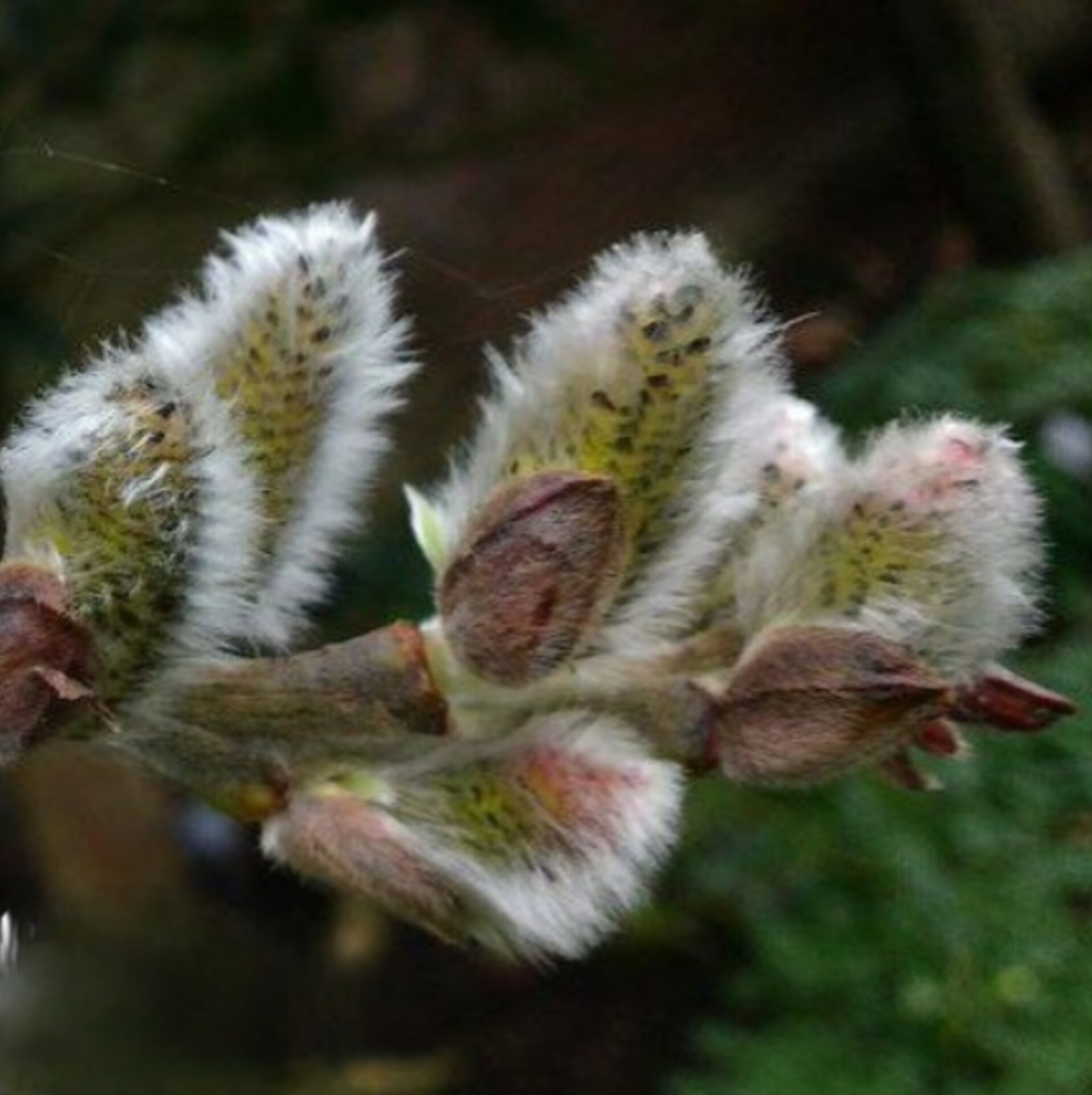 نهال بیدمشک