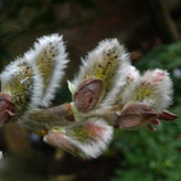 خرید نهال بیدمشک