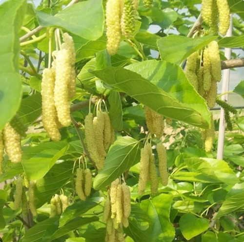 نهال توت موزی