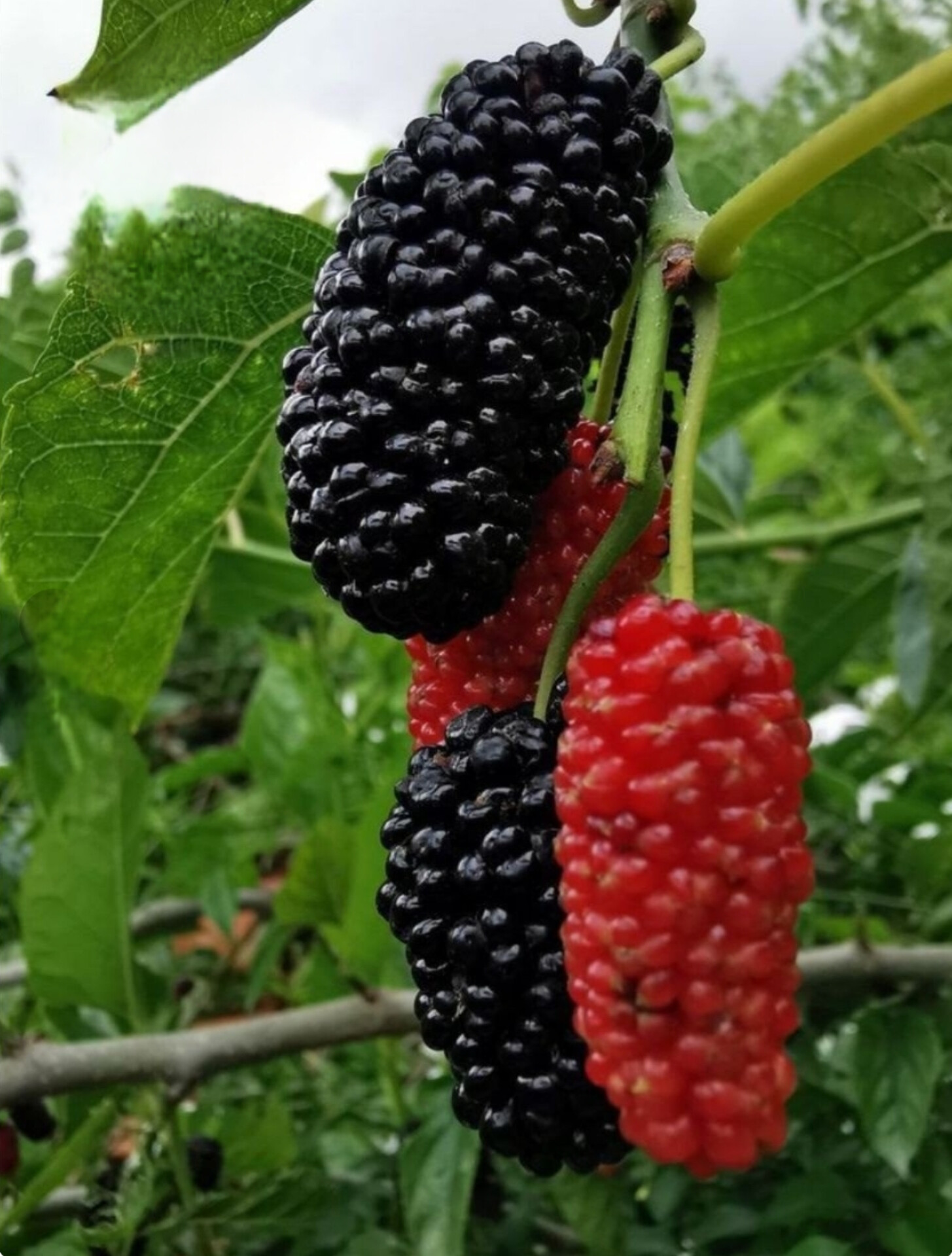 نهال شاه توت سیاه