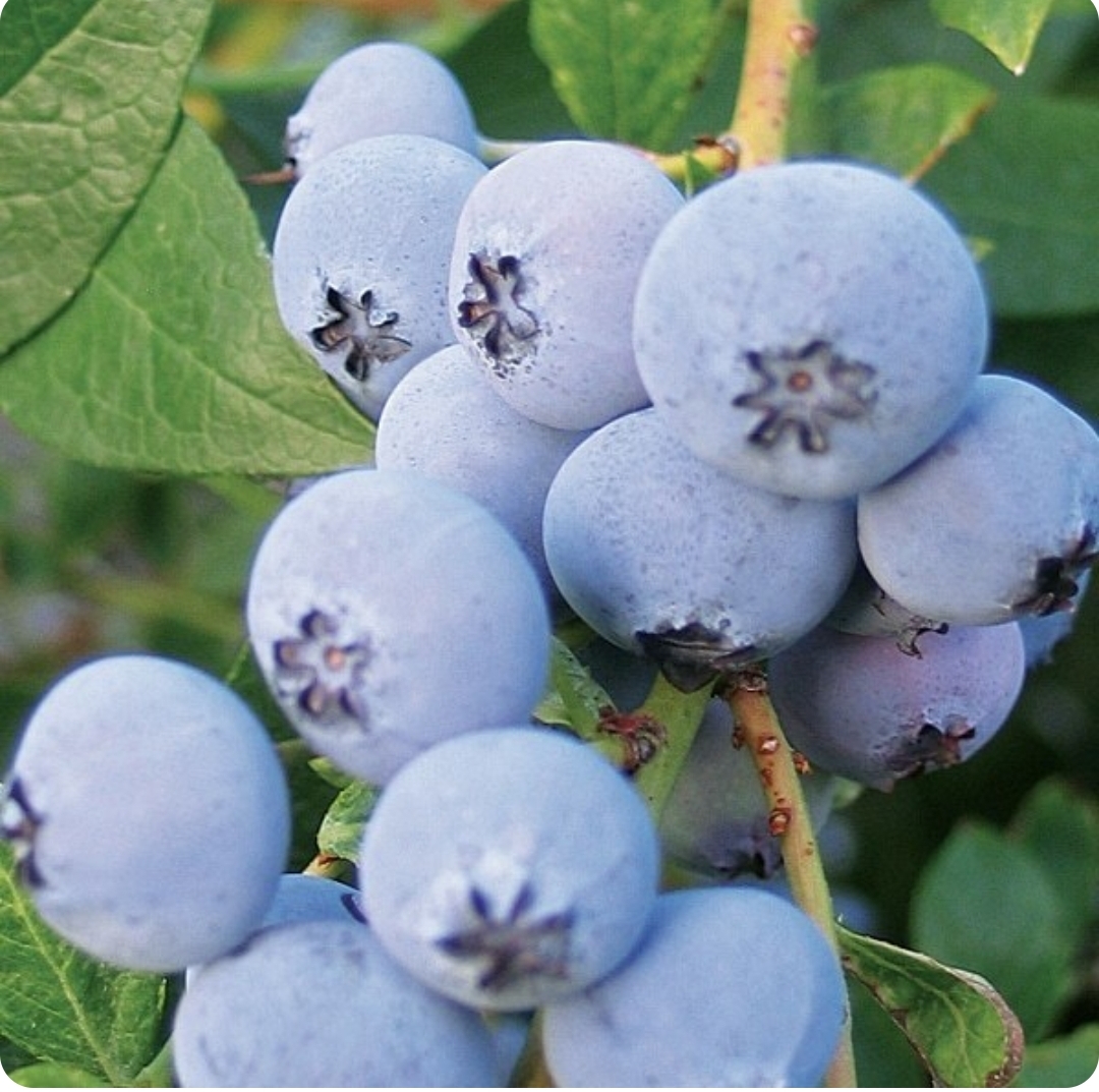 نهال بلوبری