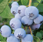 نهال بلوبری