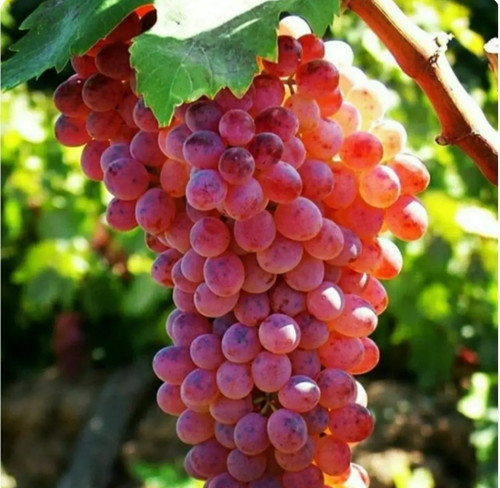 نهال انگور قرمز بیدانه