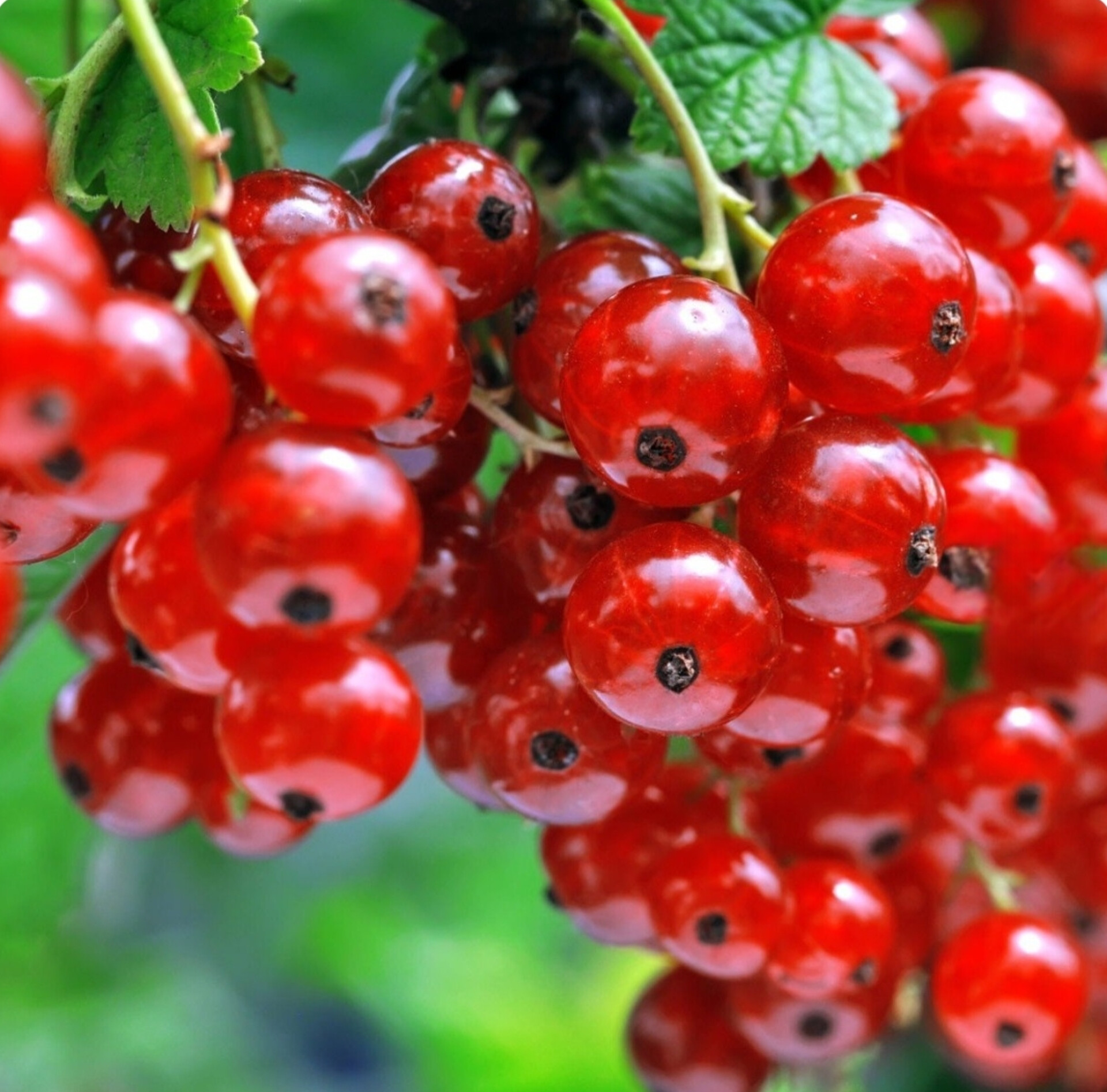 نهال انگور رد کارد