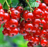 نهال انگور رد کارد