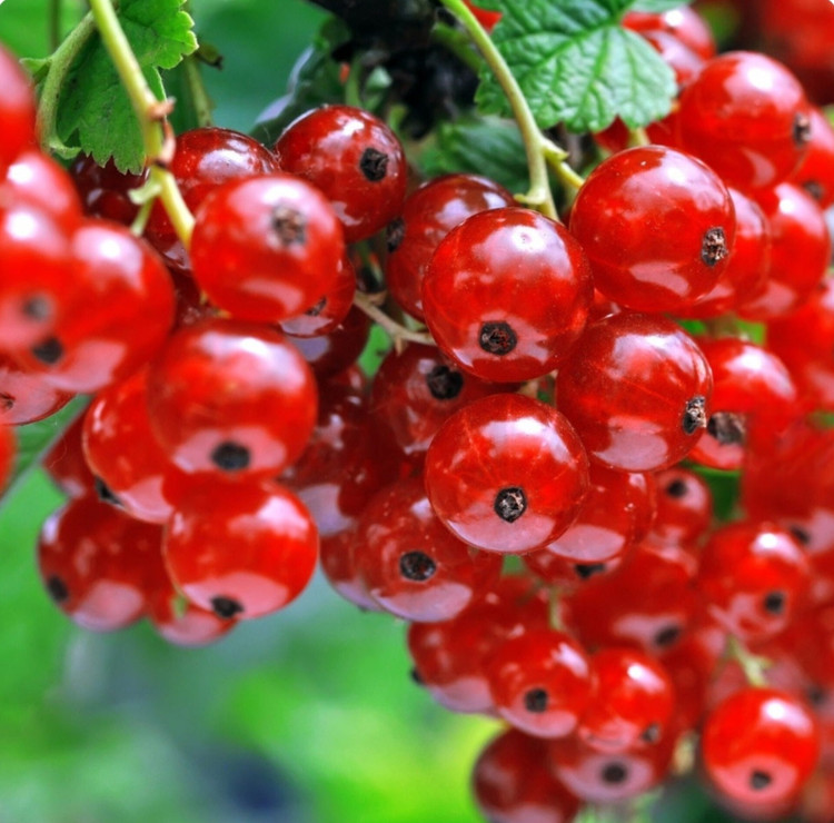 نهال انگور رد کارد