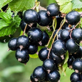 نهال انگور بلک کارد