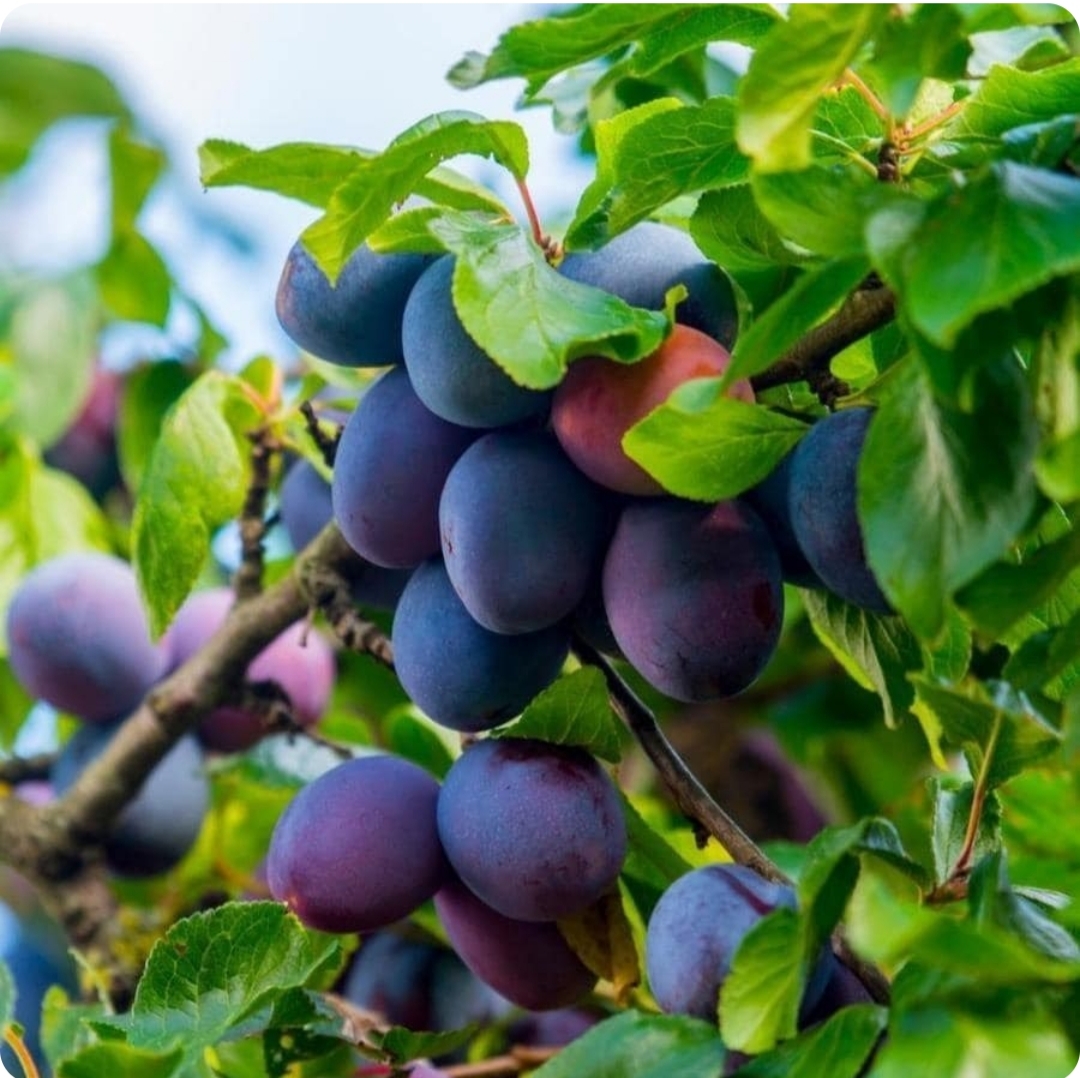 نهال الو بخارا