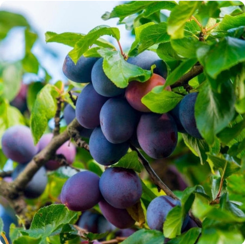 نهال الو بخارا