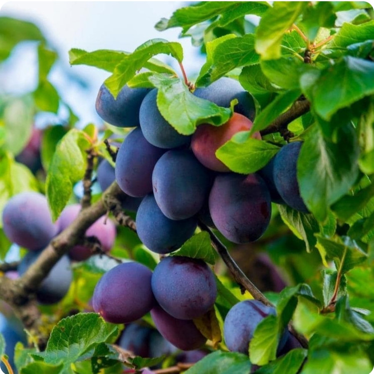 خرید نهال الو بخارا