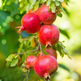 نهال انار ساوه