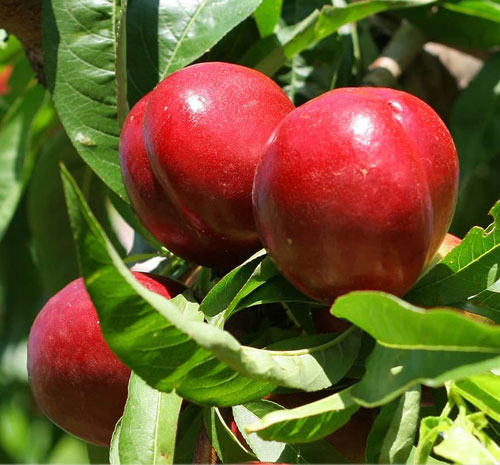 نهال شلیل رد گل مغان