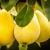 نهال گلابی درگزی