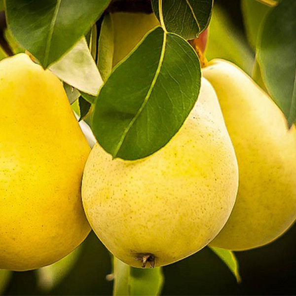 نهال گلابی درگزی