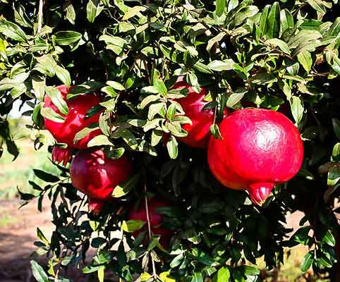 نهال واندرفول آمریکایی