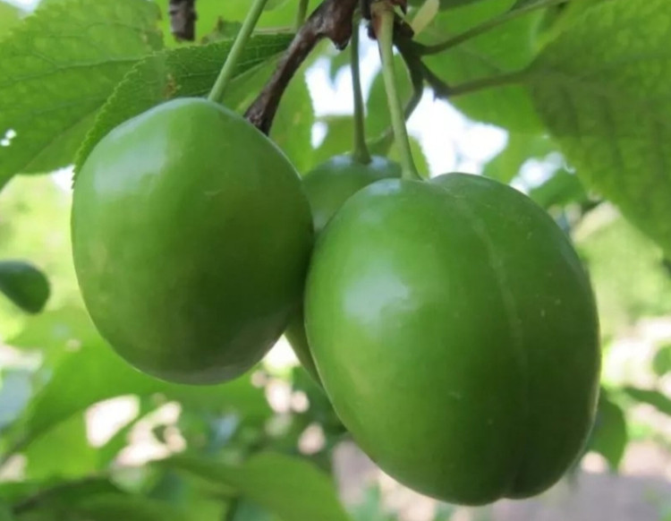 نهال گوجه سبز