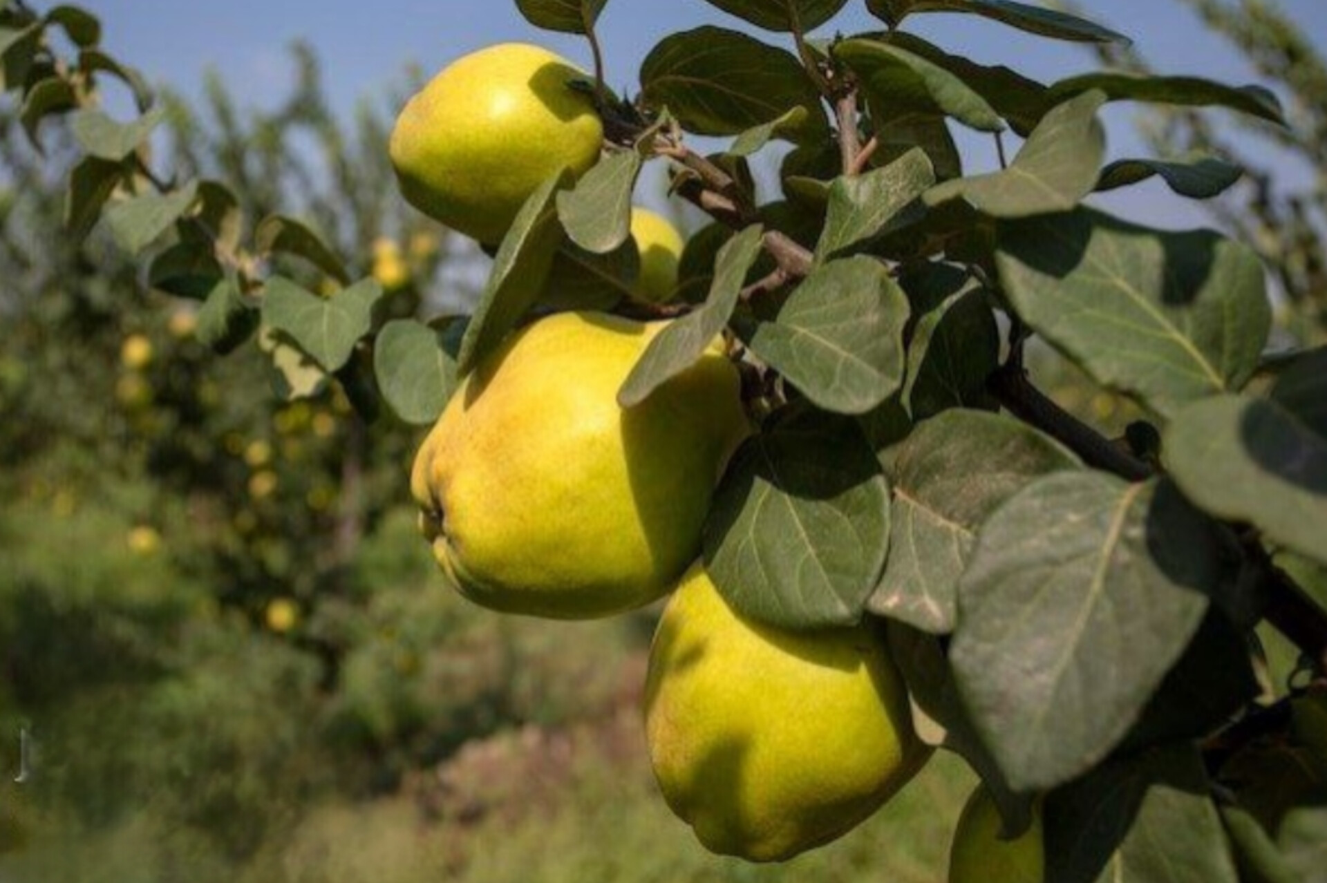 نهال به ترکیه