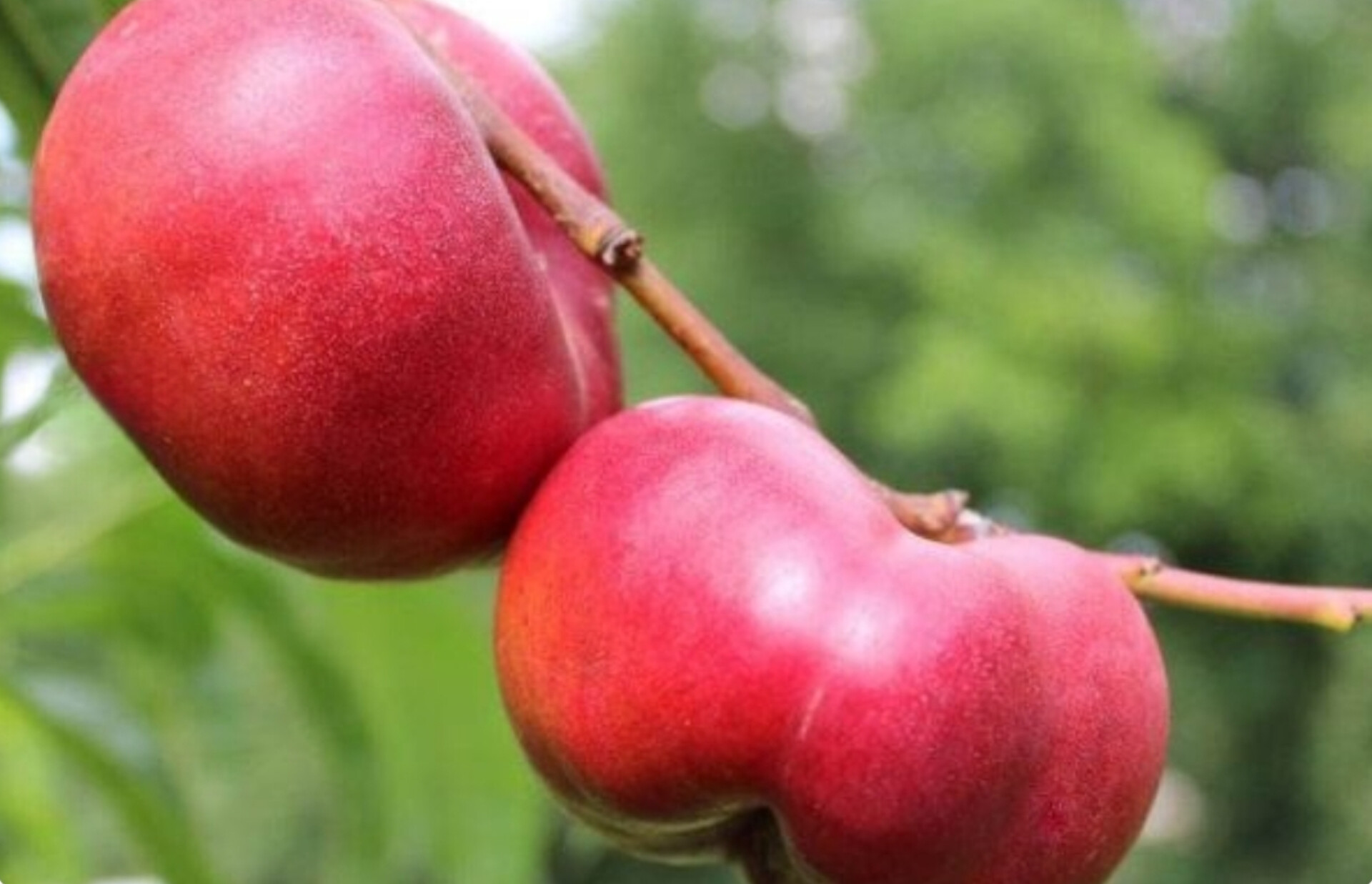 نهال شلیل انجیری