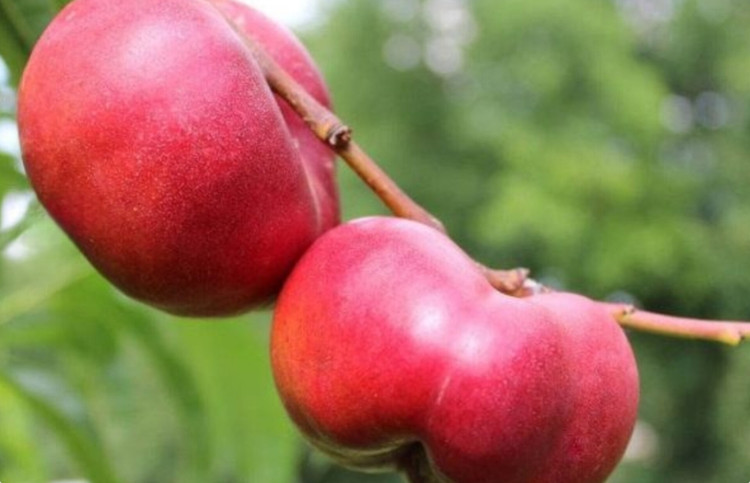 نهال شلیل انجیری