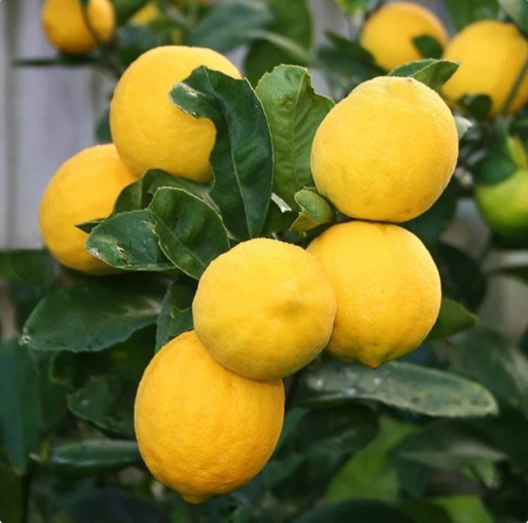 نهال لیمو گلدانی